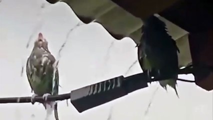 Pássaro ajuda amigo “menos inteligente” a abrigar-se da chuva
