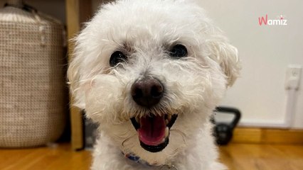 Son chien tombe gravement malade : 6 000 dollars plus tard, elle découvre l’origine de ses maux