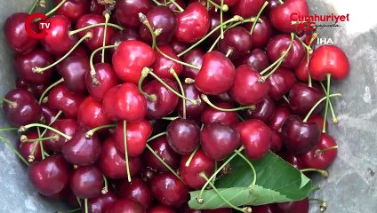 İznik'te hasat erken bitti Kilosu 35 liraya düştü