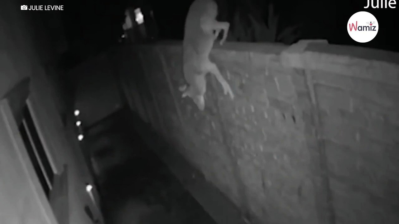 Frau hört nachts die Hunde bellen: Was das Video zeigt, lässt ihr das Blut gefrieren (Video)