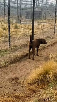 Cute Lion Gives Smooches to Puppy_s Paw_(360P)