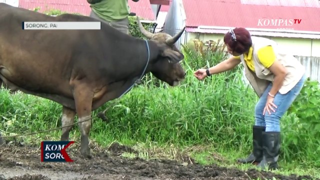 Dinas P2KP Papua Barat Daya Gencarkan Pemeriksaan Calon Hewan Kurban Jelang Idul Adha