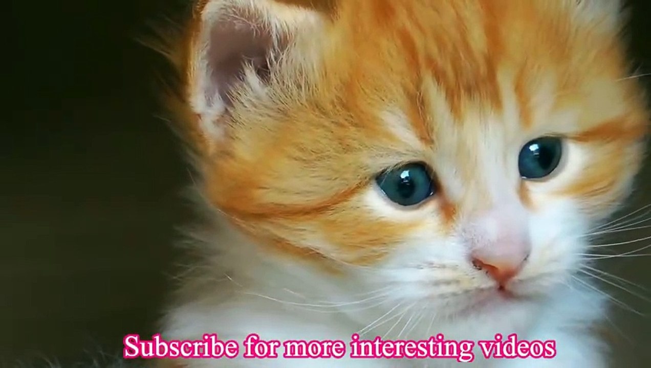Little Sweet Baby  Cat | Cute Kitten Videos | Cute Cats | Cute Cats And Kittens Part 2 #cat