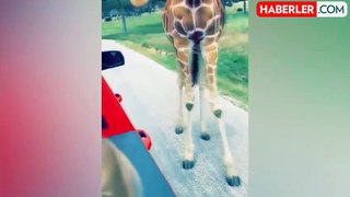 Teksas'ta ailenin safari deneyimi korku dolu anlara sahne oldu: Zürafa, çocuğu gömleğinden havaya kaldırdı