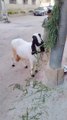 Cute goat A Animals shorts vlog