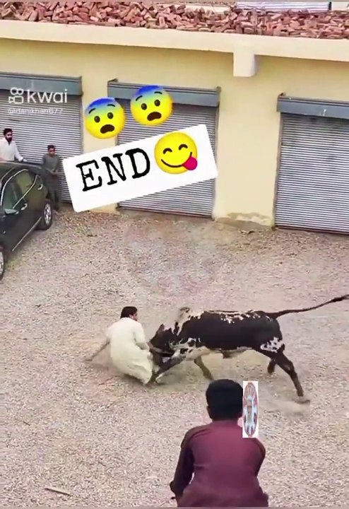 Cow funny video