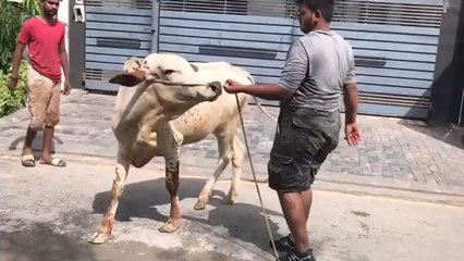 Here's my latest video