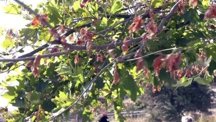 Καραβόμυλος- Συγκέντρωση Διαμαρτυρίας: Ολικές καταστροφές σε δέντρα-Για "κακόβουλη ενέργεια" μιλούν οι κάτοικοι