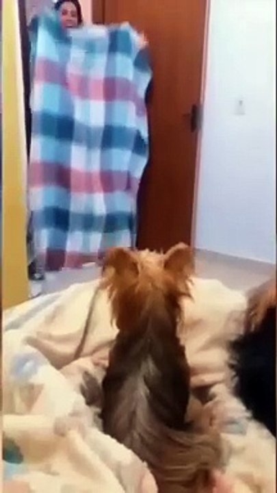 funny animals video