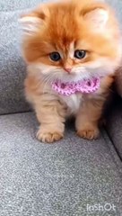 cute cute cute  .mp4