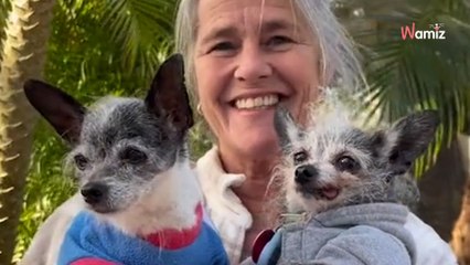 Un chien senior est abandonné pour une raison absurde : le refuge lui réserve la meilleure surprise (vidéo)