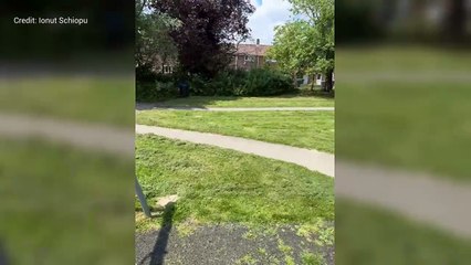 Rats in Victoria Recreation Ground