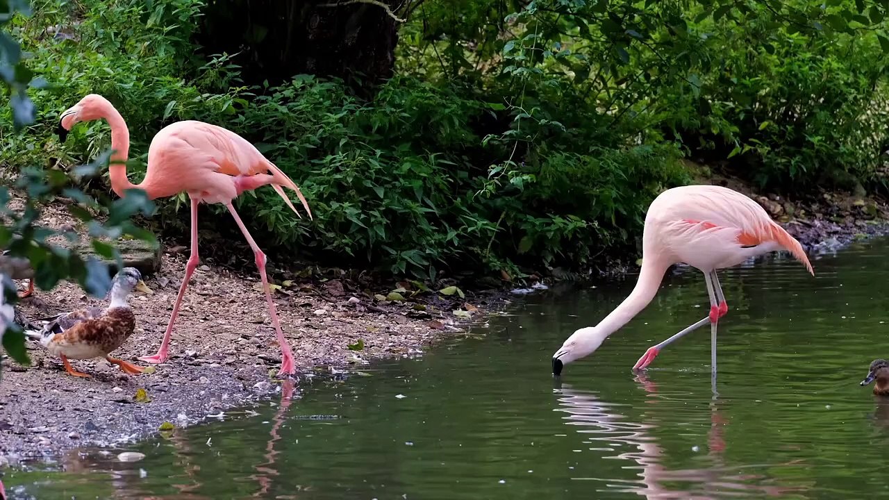 Beautiful birds