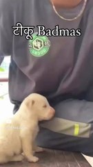 Funniest Dance of my pet #foryou #dog #animals #dance