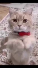 Funniest Videos 2022  Funny Cats  _cute _cat _short _24(360P)