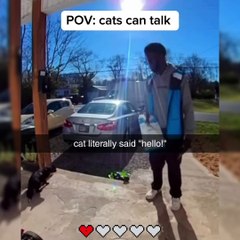 Nice  fanny animals and funny and likes video chat hooo my chanal follow and like