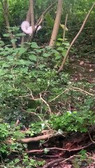 Albino squirrel spotted in Warwick