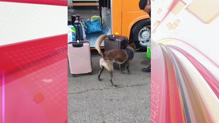 Após ação integrada entre o Batalhão Rodoviário e a Companhia de Arapongas, grande quantidade de maconha e apreendida em Rolândia