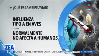 ¿Qué es la gripe aviar?