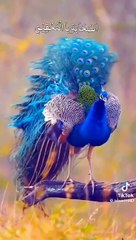 Enchanting Birds & Their Melodious Voices 🐦