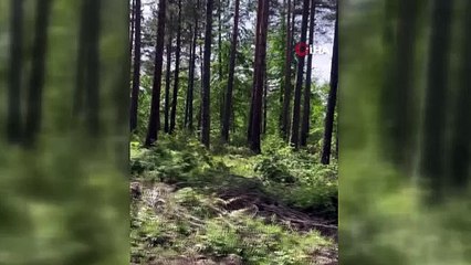 Sinop’ta ormanlık alanda vaşak görüntülendi