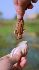 Funny videos, Mini Movers, Mega Laughs, Kids Comedy Moments