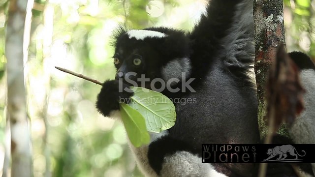 Echoes of the Forest: The Melodic World of the Indri Lemur