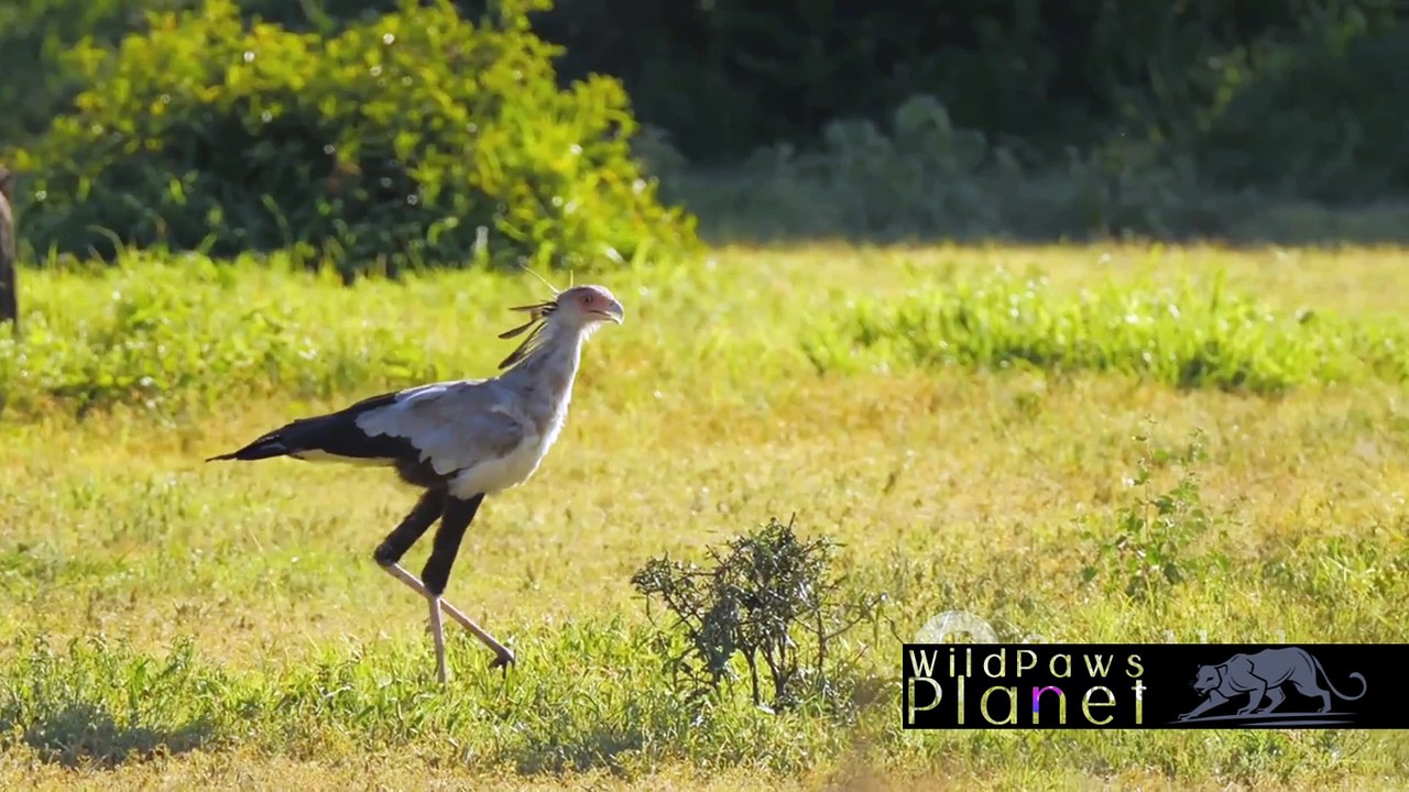 Graceful Guardians of the Savannah: The Majestic Secretary Bird Unveiled