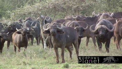 Encountering Cape Buffaloes in the Wild | Close-Up with Africa's Iconic Herd 