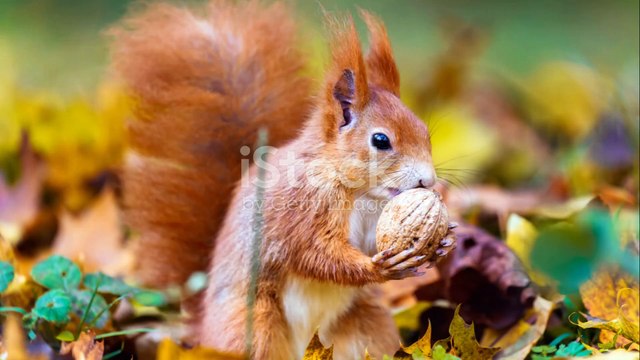 The Autumn Artist: Eurasian Red Squirrel's Forest Tale