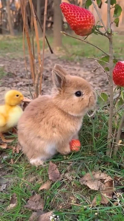 Animal Beauty  its TOo Cute rabbit ❤️