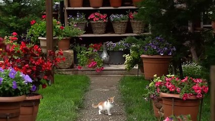 Farm to Table_ Savory Meat Bowls with Fresh Veggies
