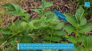 Por dentro, la huerta agroecológica de un Hospital de La Plata, una iniciativa con varios propósitos