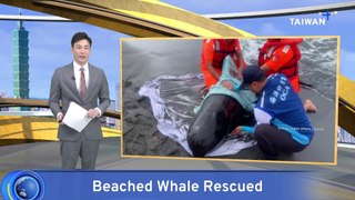 Stranded Pilot Whale Saved on Taiwan’s South Coast