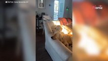 Golden Retriever besluit zijn zus te plagen: haar reactie gaat de wereld rond (video)