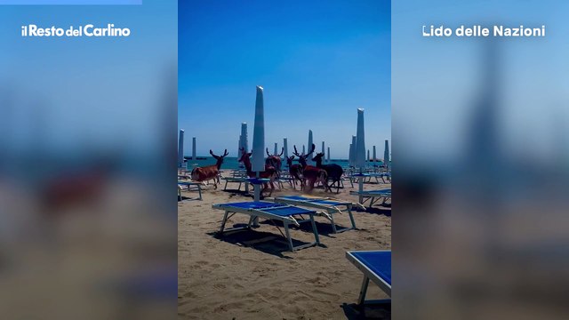 Daini in spiaggia a Lido delle Nazioni, l'incredibile video