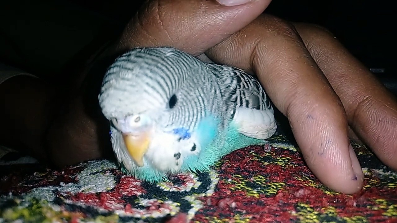 Australian bird
