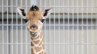 West Midlands Safari Park has welcomed a new baby giraffe