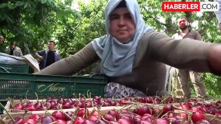 Amasya'da dalları kiraz bastı, rekolte 50 bin ton