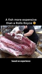 Weired @ a fiah more expensive than a Rolls Royce