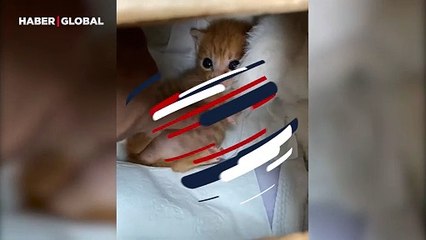 Rahatlığı ve bakışlarıyla ilgi odağı oldu: "Göbeğini kaşıyan tatlı kedi"