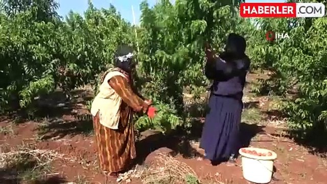 Kavurucu sıcakta zorlu hasat! Yassı şeftali tarlada 8 TL'den alıcı buluyor