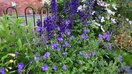 NGS: Open garden this weekend near Oswestry in Llanymynech