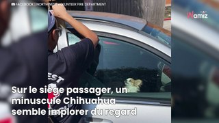 Enfermé dans une voiture alors qu'il fait 33° à l'extérieur, un petit chien a attiré l'attention des passants