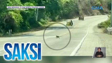 Mga unggoy, namataang tumatawid sa kalsada sa Sarrat, Ilocos Norte | Saksi