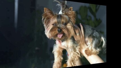 cucce-per-cani-piccoli-e-gatti-interno-ddpluspet.com