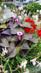 Flowers pictures,flowers vedio