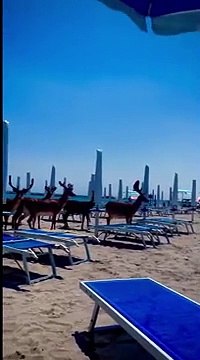 Il video dei daini in spiaggia a Lido delle Nazioni