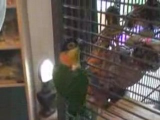 Georges admiratif des perroquets de Cristina et Didier