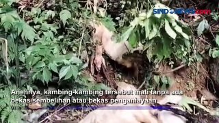 Belasan Kambing Mati Diduga Sengaja Dibuang Pemiliknya ke Sungai